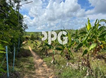 Phuket, ,Land,For Sale,2222