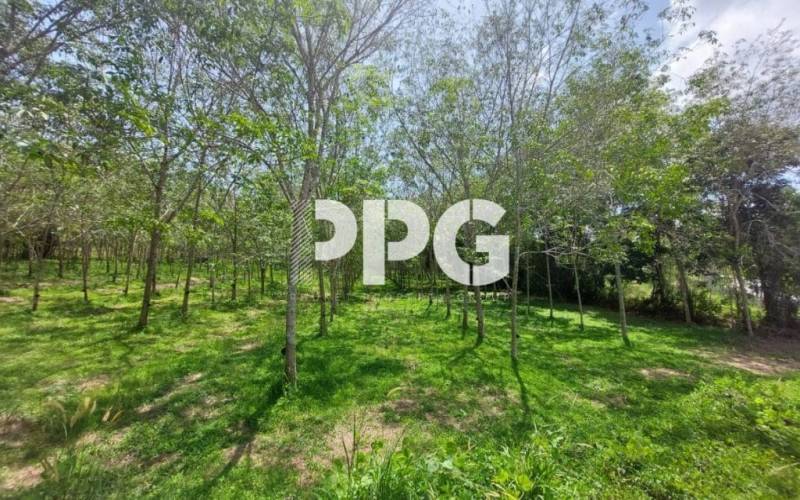 Phuket, ,Land,For Sale,2236