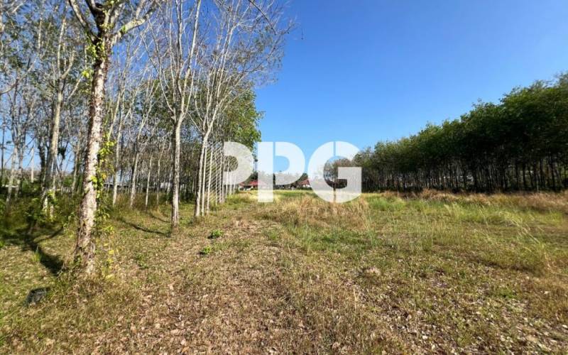 Phuket, ,Land,For Sale,2640